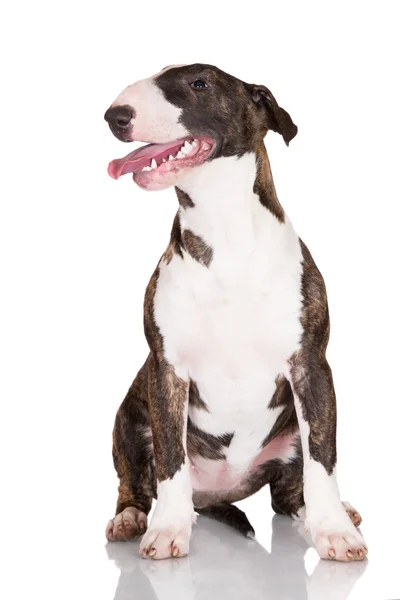 English bull terrier puppy — Stock Photo, Image