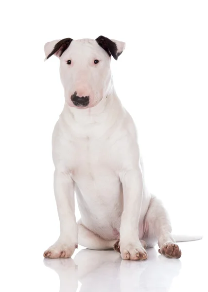 English bull terrier puppy — Stock Photo, Image