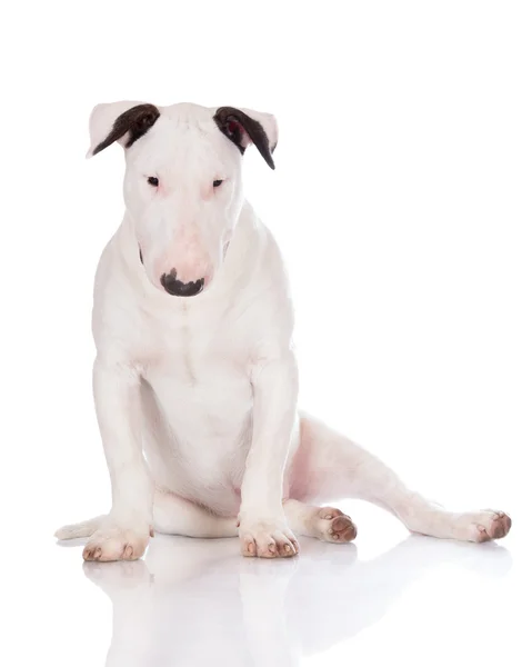 English bull terrier puppy — Stock Photo, Image