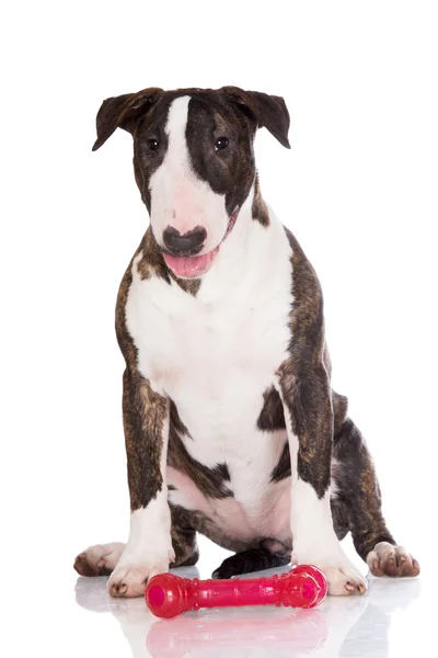 Inglês bull terrier filhote de cachorro — Fotografia de Stock