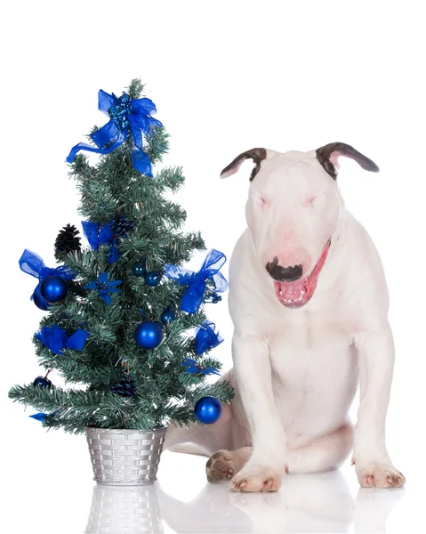 Anglický bulteriér štěně s vánoční stromeček — Stock fotografie