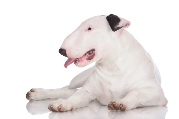 Inglés bull terrier cachorro —  Fotos de Stock