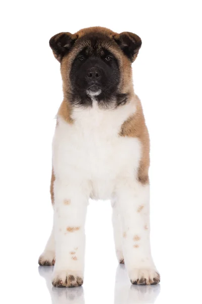 Americano akita cucciolo — Foto Stock