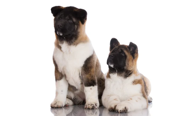 Deux chiots akita américains — Photo