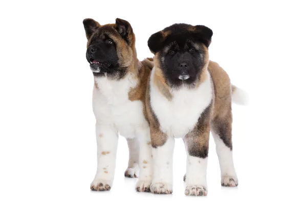 Two american akita puppies — Stock Photo, Image