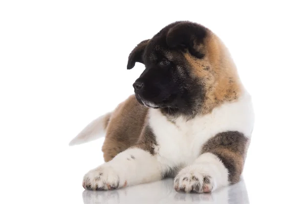 Amerikan akita köpek yavrusu — Stok fotoğraf