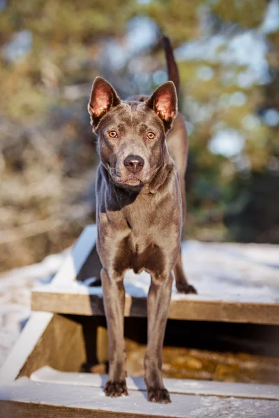 Tailandés Ridgeback perro — Foto de Stock