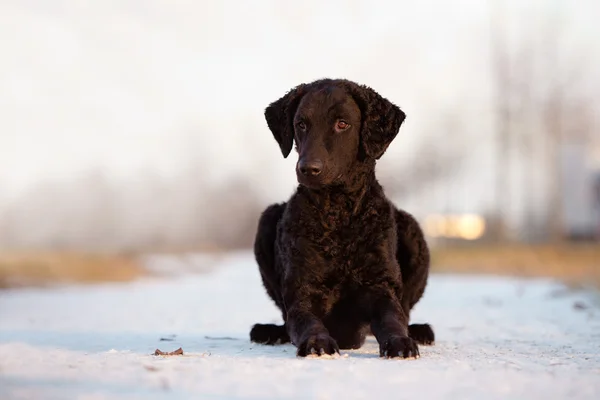 Curly coated retriever dog — Stock Photo, Image