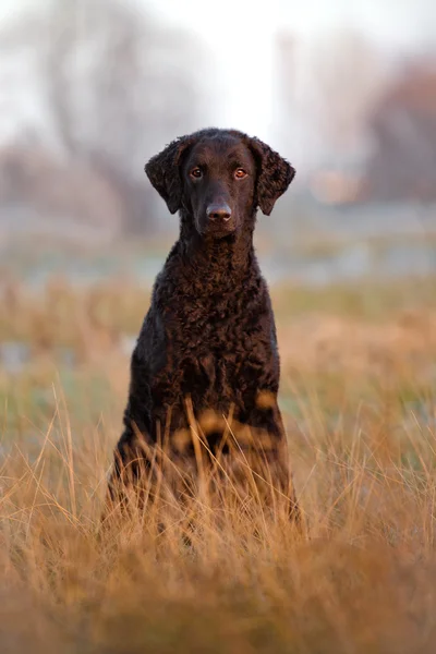 Zwart curly coated retriever hond — Stockfoto