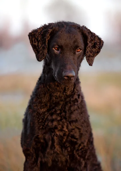 Black curly coated retriever dog — Stock Photo, Image