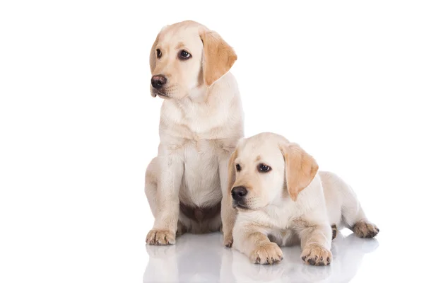 Dwa urocze szczeniaki labrador — Zdjęcie stockowe