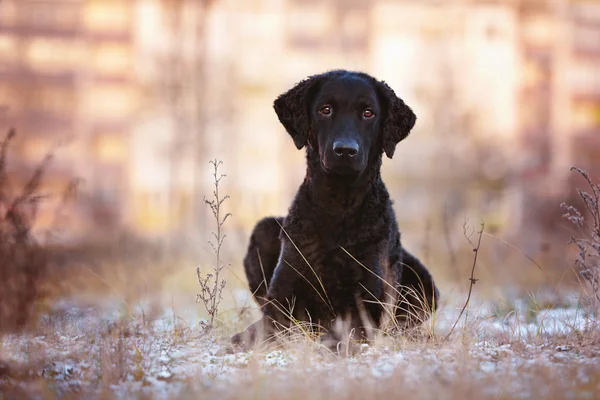 Preto encaracolado revestido retriever cão — Fotografia de Stock