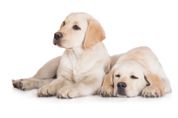 Dos adorables cachorros labrador — Foto de Stock