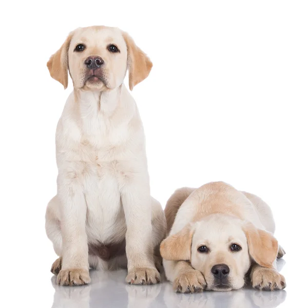 Dois adoráveis cachorros labradores — Fotografia de Stock