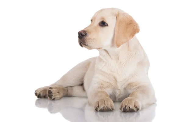 Žlutý labrador štěně — Stock fotografie