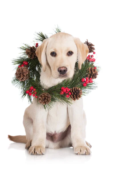 Yellow labrador puppy with christmas decoration — Stock Photo, Image