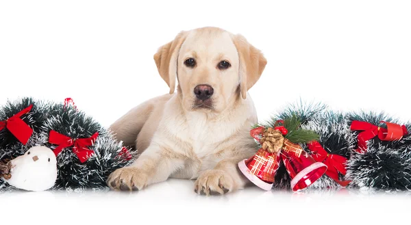 Žlutý labrador štěně s Vánoční dekorace — Stock fotografie