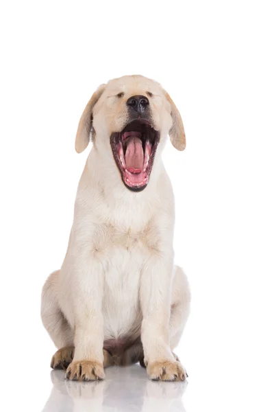 Cucciolo labrador giallo — Foto Stock