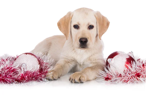 Gul labrador hundvalp med Juldekoration — Stockfoto