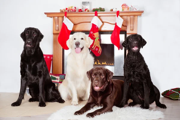 Vier honden door een Kerstmis ingericht open haard — Stockfoto