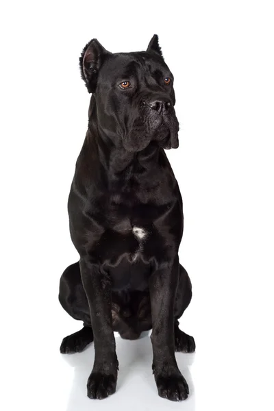 Zwarte cane corso hond — Stockfoto