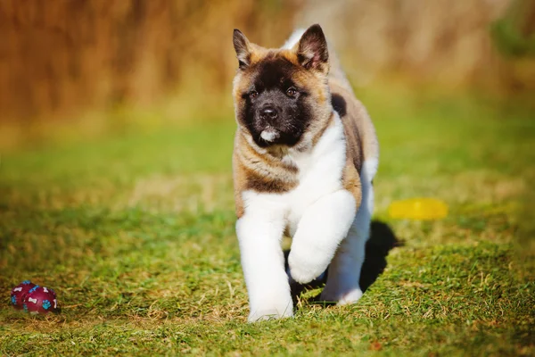Akita štěně venku — Stock fotografie