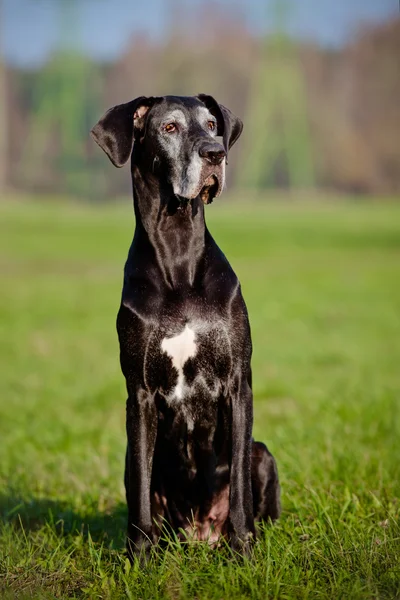 Velho grande cão dinamarquês — Fotografia de Stock