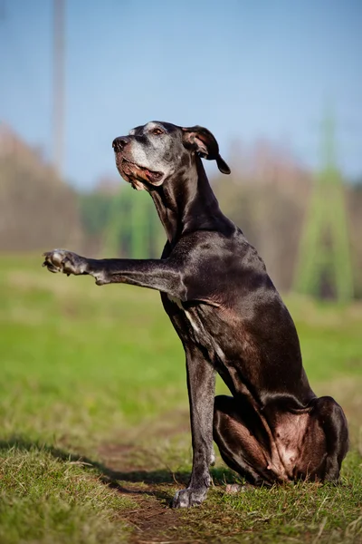 Viejo gran perro danés — Foto de Stock