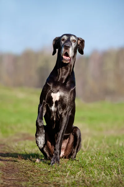 大丹犬的老狗 — 图库照片