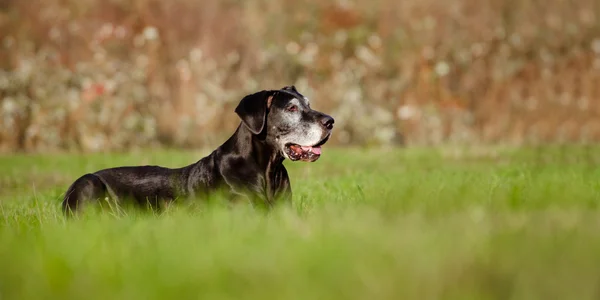 Velho grande cão dinamarquês — Fotografia de Stock