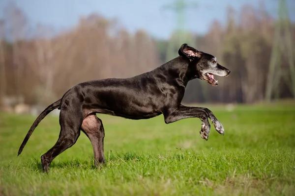 Stará německá doga pes — Stock fotografie