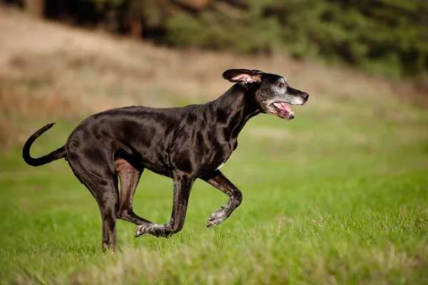 Oude Dog hond — Stockfoto