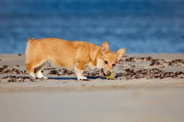 Welsh corgi pembroke catelus joc pe plaja — Fotografie, imagine de stoc