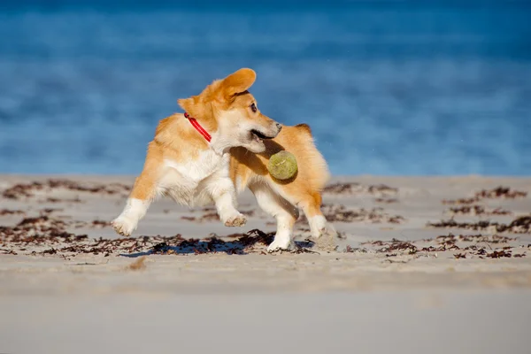 ウェルシュ ・ コーギー ・ ペンブローク子犬浜辺で遊んで — ストック写真