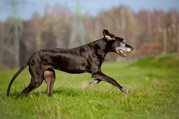 Stará německá doga pes — Stock fotografie