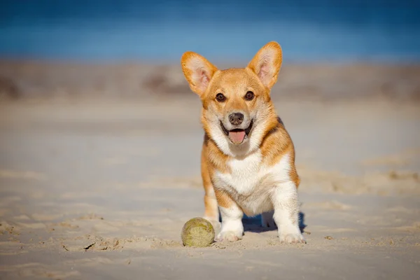 Štěně červený welsh corgi pembroke — Stock fotografie