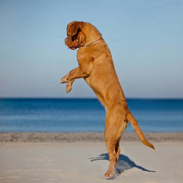 Dogue de bordeaux cão na praia — Fotografia de Stock