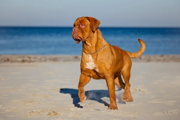 Dogue de bordeaux dog on the beach — Stock Photo, Image