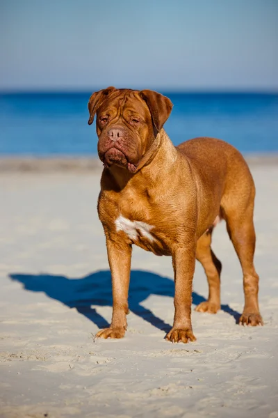 Dogue de bordeaux cão na praia — Fotografia de Stock