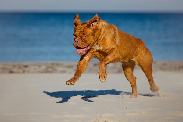 Dogue de bordeaux chien sur la plage — Photo