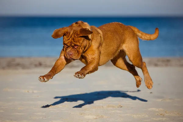 Dogue de bordeaux köpek sahilde — Stok fotoğraf
