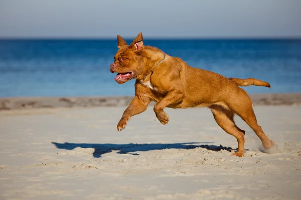 Dogue de bordeaux pies na plaży — Zdjęcie stockowe