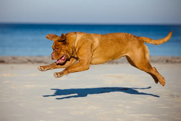 Dogue de bordeaux dog on the beach — Stock Photo, Image