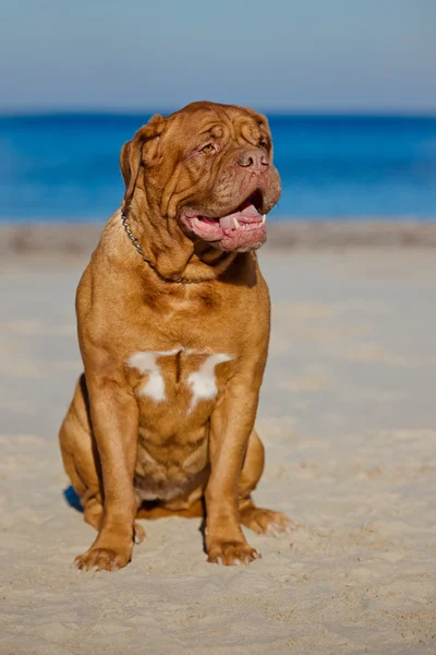 Dogue de bordeaux cão na praia — Fotografia de Stock