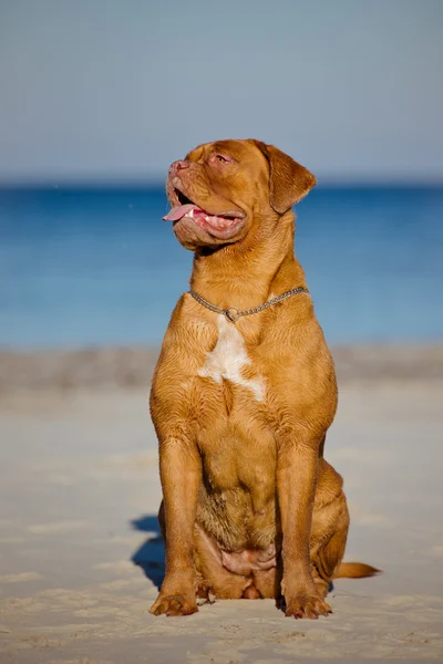 Dogue de bordeaux cane sulla spiaggia — Foto Stock