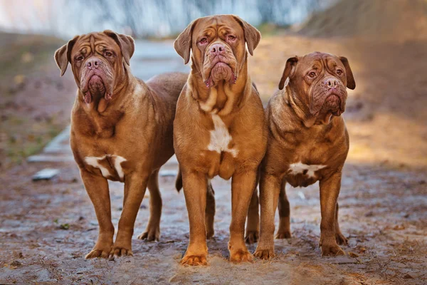 Három i de bordeaux kutyák — Stock Fotó
