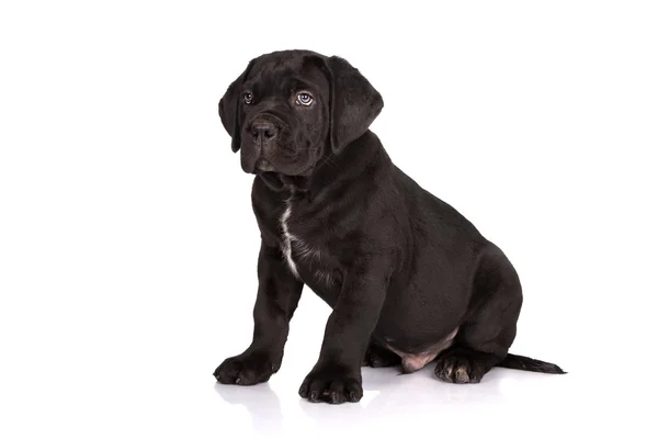 Cachorrinho de cana corso — Fotografia de Stock