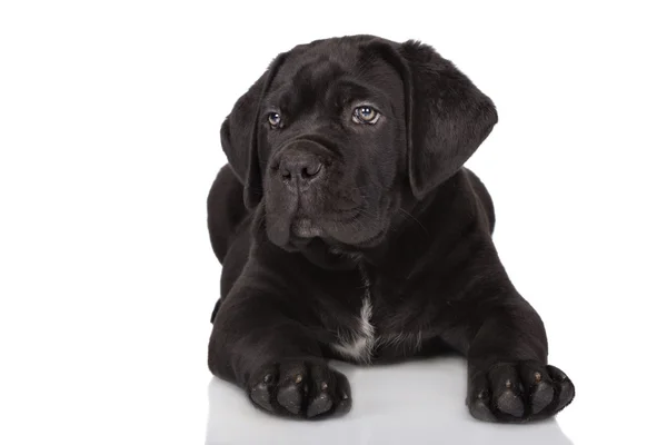 Cachorrinho de cana corso — Fotografia de Stock