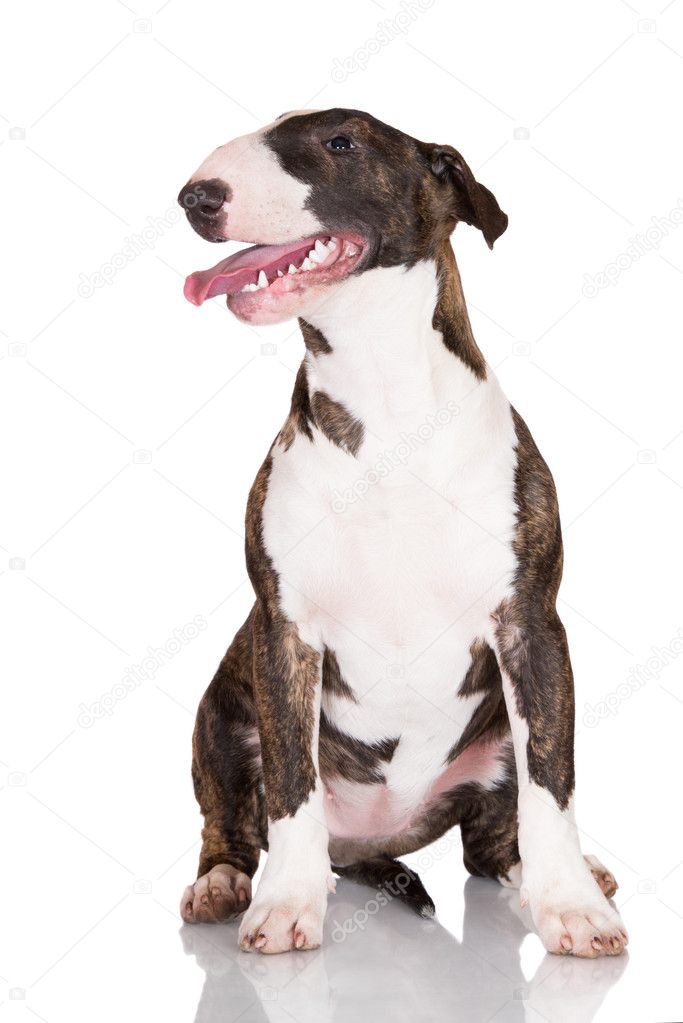 English bull terrier puppy