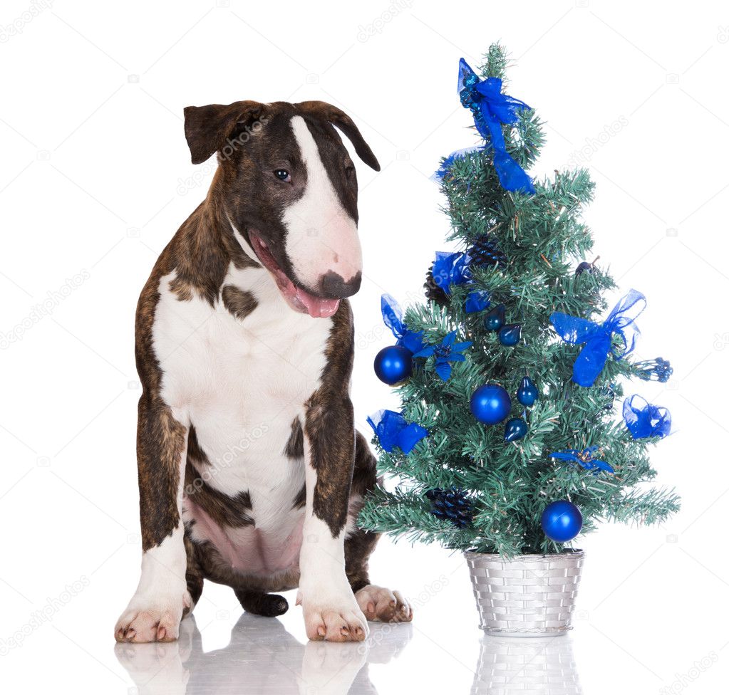 English bull terrier puppy with a christmas tree